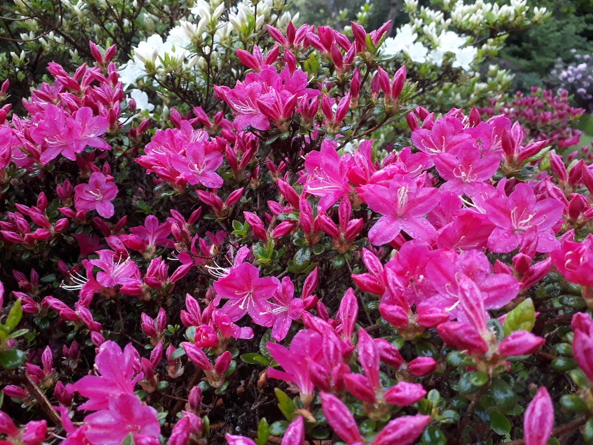 Kermesinum